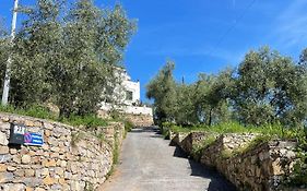 La casa dell'ulivo